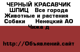 ЧЕРНЫЙ КРАСАВЧИК ШПИЦ - Все города Животные и растения » Собаки   . Ненецкий АО,Чижа д.